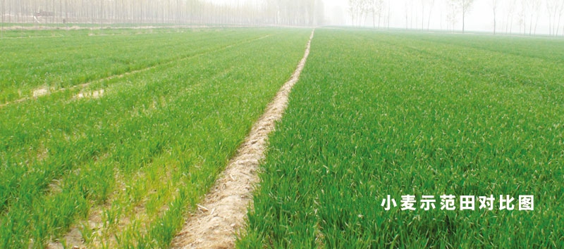 小麥對比田