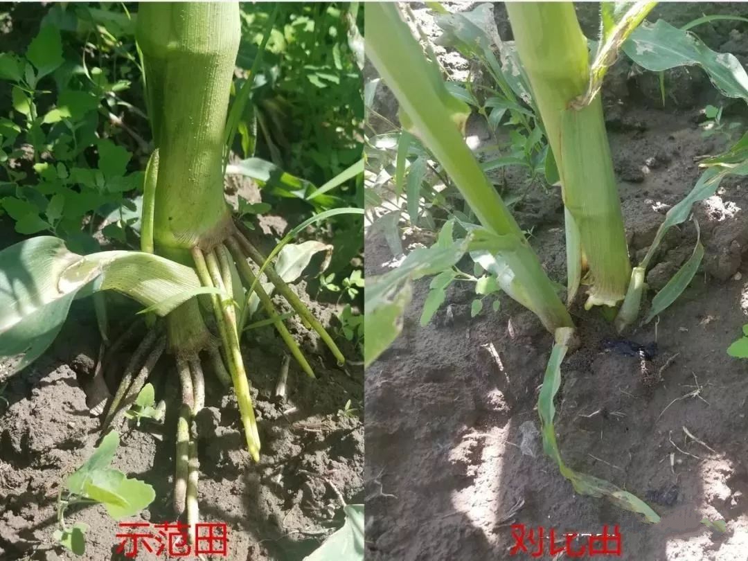 玉米根系對比田
